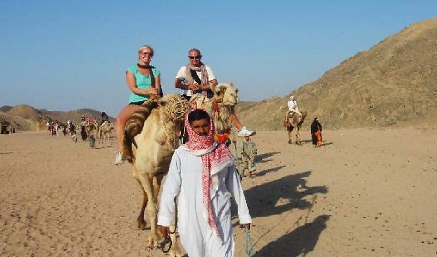 Camello en safari tours en Marsa Alam