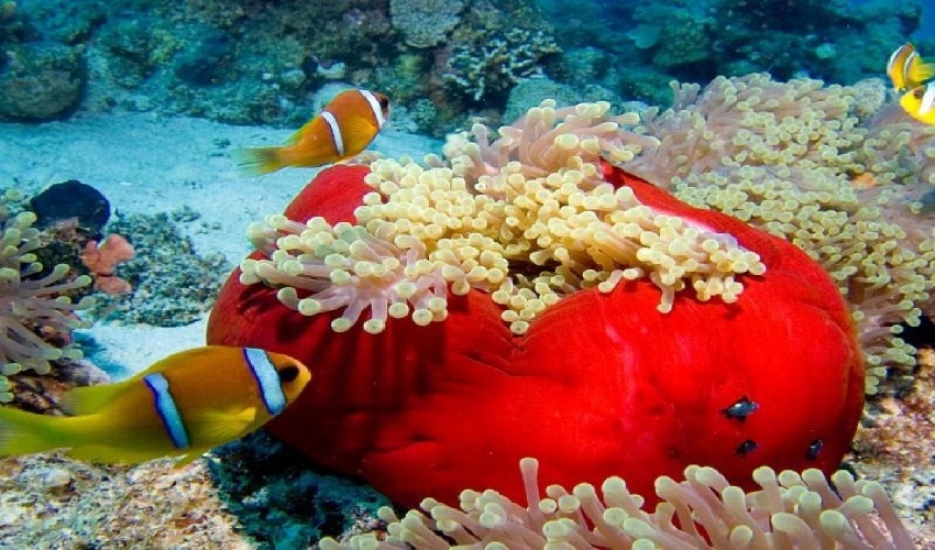 Snorkeling A Port Ghalib