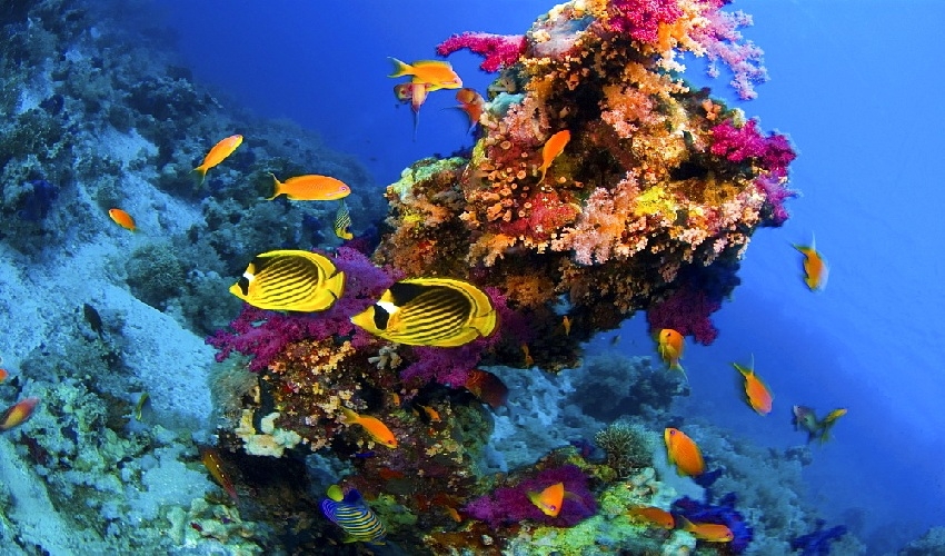 Ras Mohamed Snorkeling Voyage